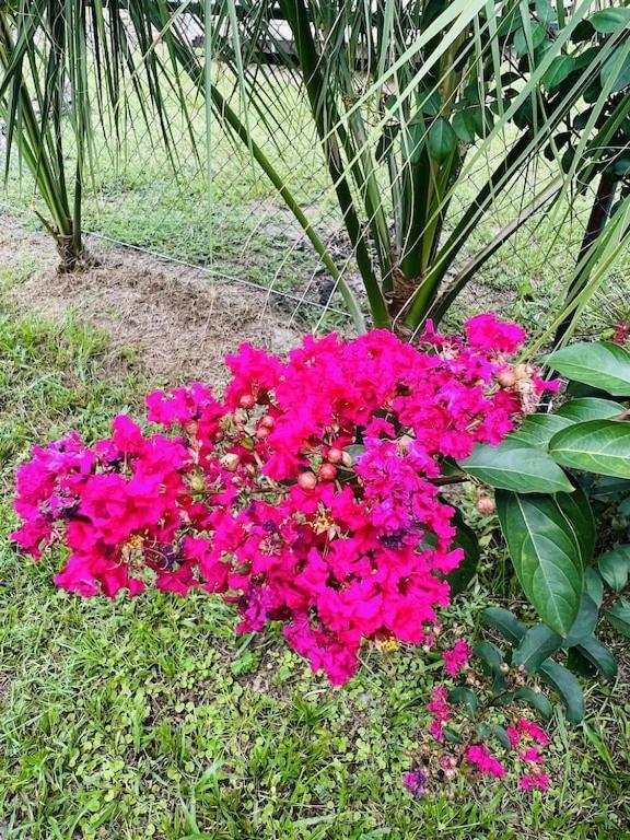 House Of Shells, Beautiful Garden, Fenced Yard, Dog Friendly, Fire Pit! Villa Crystal River Buitenkant foto